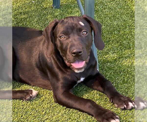 Medium Photo #2 Labrador Retriever-Unknown Mix Puppy For Sale in San Diego, CA, USA