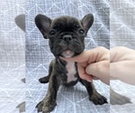 Puppy Male AKC French Bulldog