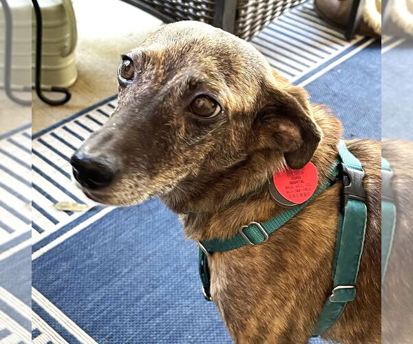 Medium Photo #8 Feist Terrier-Unknown Mix Puppy For Sale in Arlington, VA, USA