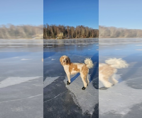 Medium Photo #1 Labradoodle mix (+ Poodle Standard) Puppy For Sale in WASILLA, AK, USA