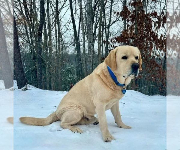 Medium Photo #1 Labrador Retriever Puppy For Sale in LIBERTY, SC, USA