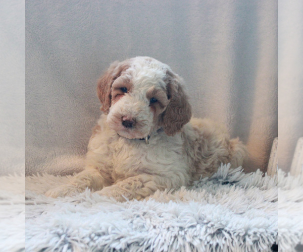 Medium Photo #4 Goldendoodle-Poodle (Standard) Mix Puppy For Sale in KINZERS, PA, USA