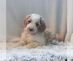Small Photo #4 Goldendoodle-Poodle (Standard) Mix Puppy For Sale in KINZERS, PA, USA