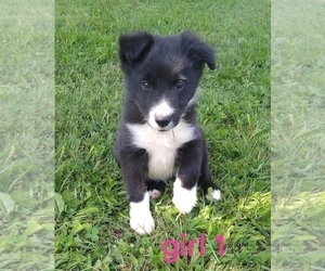 Border Collie Puppy for sale in WEST LIBERTY, KY, USA