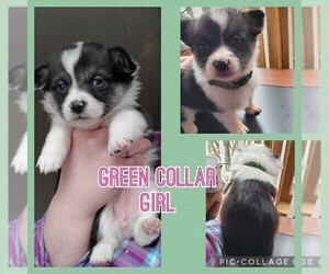 Pembroke Welsh Corgi Puppy for sale in URBANA, IL, USA