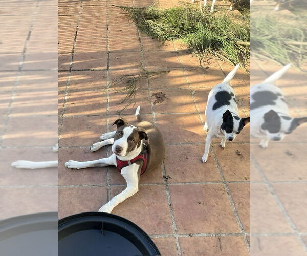 Medium Photo #32 American Pit Bull Terrier-Unknown Mix Puppy For Sale in New York, NY, USA