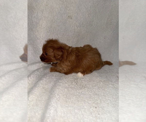 Medium Photo #5 Cavapoo (Miniature) Puppy For Sale in MUNFORDVILLE, KY, USA