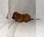 Small #4 Cavapoo (Miniature)