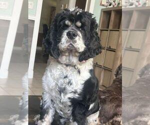 Mother of the Cocker Spaniel puppies born on 05/27/2025