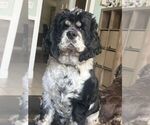 Small Photo #1 Cocker Spaniel Puppy For Sale in WINDERMERE, FL, USA