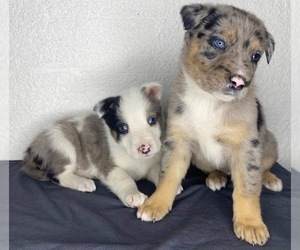 Border-Aussie Puppy for sale in SAN DIEGO, CA, USA