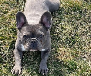 French Bulldog Puppy for sale in ROCHESTER, NY, USA