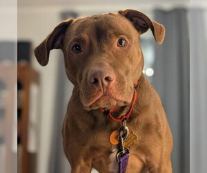 Rhea - Female Labrador Retriever-Unknown Mix Dog for Adoption - Photo #4