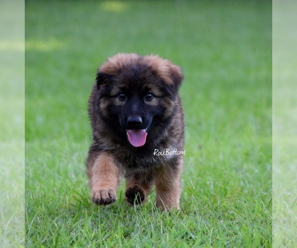 Medium Photo #2 German Shepherd Dog Puppy For Sale in MORRILTON, AR, USA