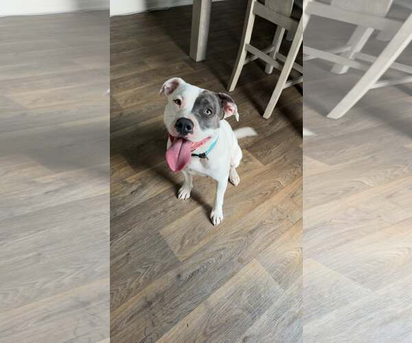 Medium Photo #4 American Pit Bull Terrier-Unknown Mix Puppy For Sale in Hinckley, IL, USA