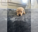Small #1 Labrador Retriever