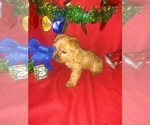 Small Photo #12 Yorkshire Terrier Puppy For Sale in LAPEER, MI, USA