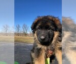 Small Photo #18 German Shepherd Dog Puppy For Sale in SOMERVILLE, OH, USA