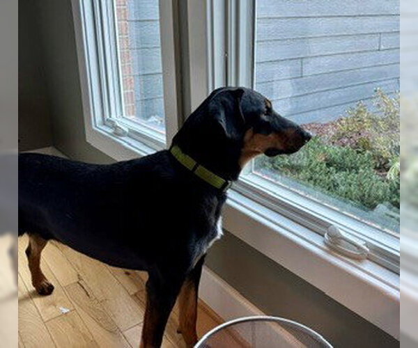 Medium Photo #1 Doberman Pinscher-Unknown Mix Puppy For Sale in Columbus, IN, USA