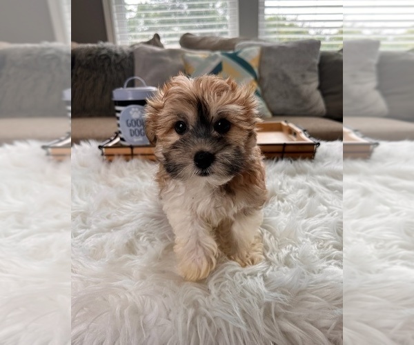 Medium Photo #4 Havanese Puppy For Sale in INDIANAPOLIS, IN, USA