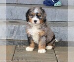 Small #1 Bernedoodle (Miniature)