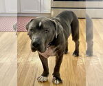 Small #27 American Staffordshire Terrier Mix