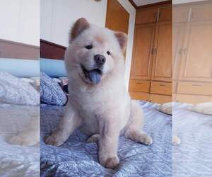 Chow Chow Puppy for sale in BROCKTON, MA, USA