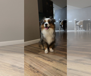 Father of the Miniature Australian Shepherd puppies born on 03/02/2026