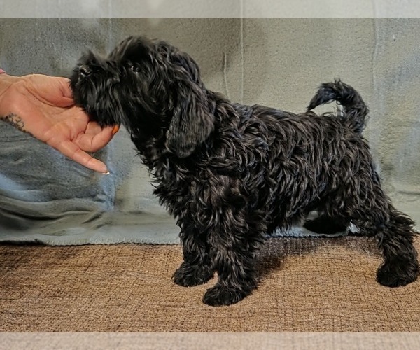 Medium Photo #10 Schnauzer (Miniature) Puppy For Sale in Hatvan, Heves, Hungary