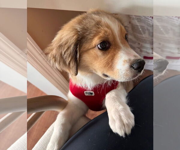 Medium Photo #3 Mutt Puppy For Sale in Germantown, OH, USA