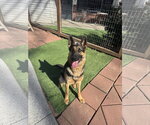 Small German Shepherd Dog