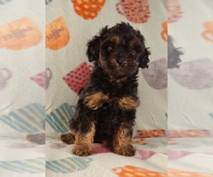 Cavapoo Puppy for sale in STOUTLAND, MO, USA