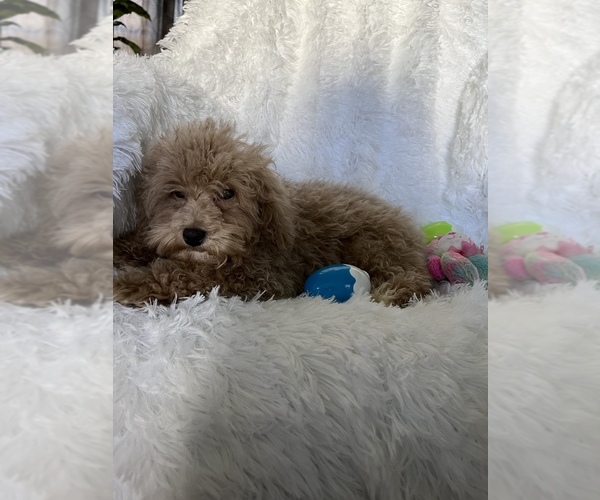 Medium Photo #3 Poodle (Toy) Puppy For Sale in LOWELL, MA, USA
