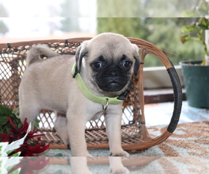 Jug-Pug Mix Puppy for sale in SHILOH, OH, USA