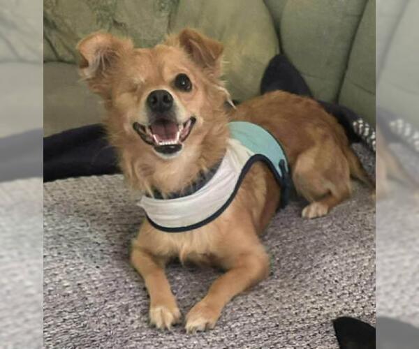 Medium Photo #1 Chihuahua-Colonial Cocker Spaniel Mix Puppy For Sale in Oakley, CA, USA