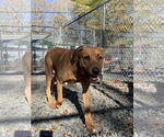 Small #6 Mutt