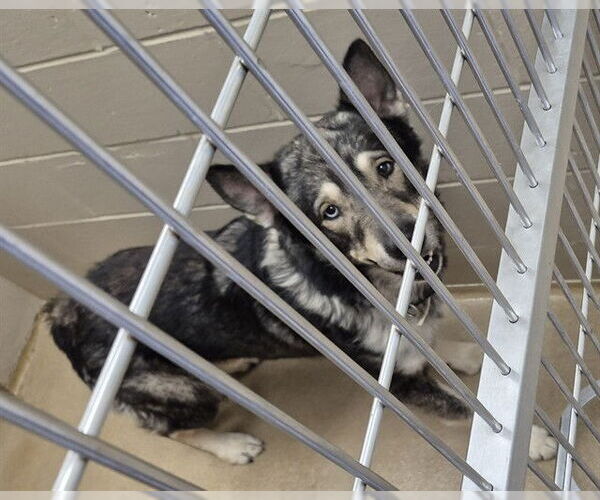 Medium Photo #1 Gerberian Shepsky Puppy For Sale in Decatur, IL, USA
