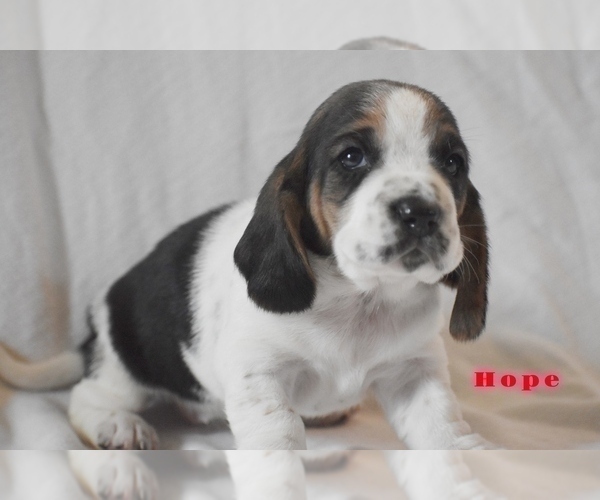 Medium Photo #2 Basset Hound Puppy For Sale in SEQUIM, WA, USA