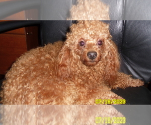 Poodle (Miniature) Puppy for sale in DULUTH, GA, USA