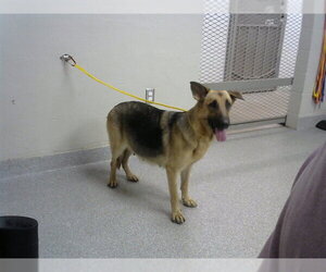 German Shepherd Dog-Unknown Mix Dogs for adoption in Pasadena, TX, USA