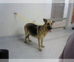 Small German Shepherd Dog Mix