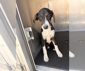 Australian Shepherd-Unknown Mix Dogs for adoption in San Antonio, TX, USA