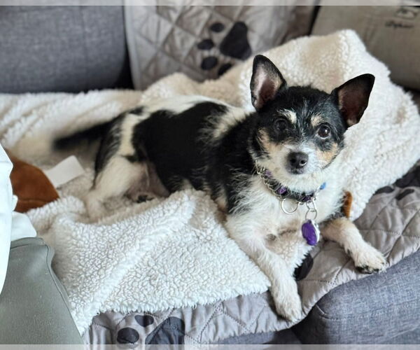 Medium Photo #2 Chihuahua-Unknown Mix Puppy For Sale in Pittsburg, CA, USA