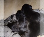 Small Photo #20 Great Dane Puppy For Sale in PIERSON, MI, USA