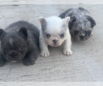 Small #4 French Bulldog