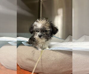 Shih Tzu-Unknown Mix Dogs for adoption in Benton, LA, USA