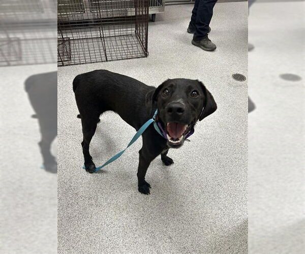 Medium Photo #2 Labrador Retriever-Unknown Mix Puppy For Sale in Elk Grove, CA, USA