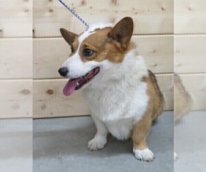 Father of the Pembroke Welsh Corgi puppies born on 04/25/2022