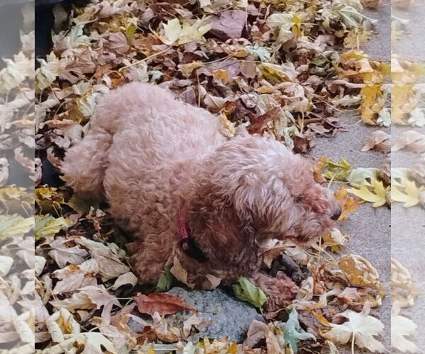 Medium Photo #10 Poodle (Miniature) Puppy For Sale in Brooklyn Center, MN, USA