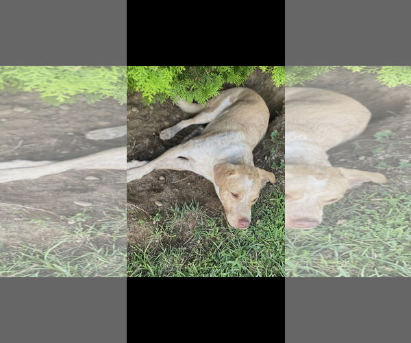 Medium Photo #3 Mutt Puppy For Sale in Garden City, NY, USA